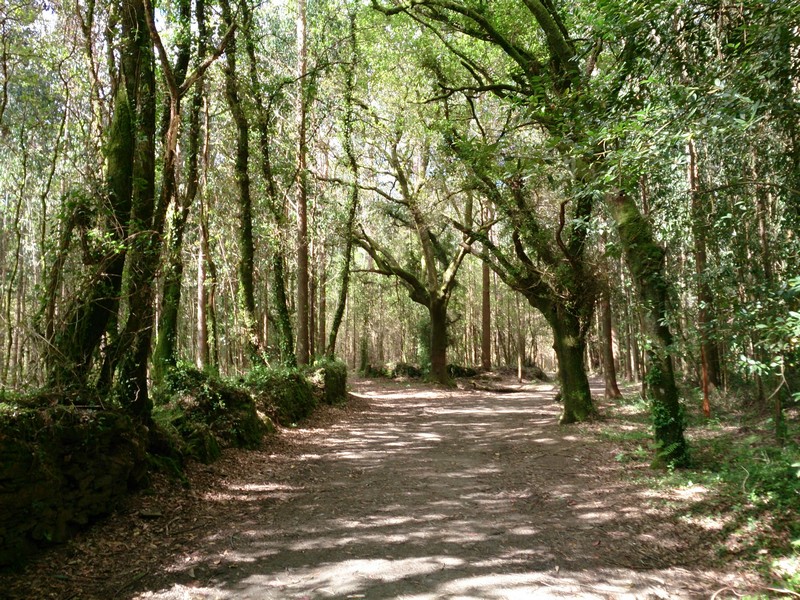 Fairy tale forest, Walking Camino de Santiago, Spain