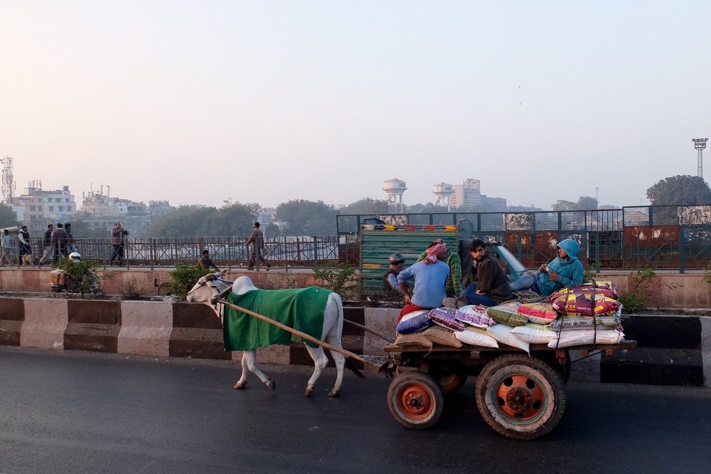 Cow carriage in Delhi, India