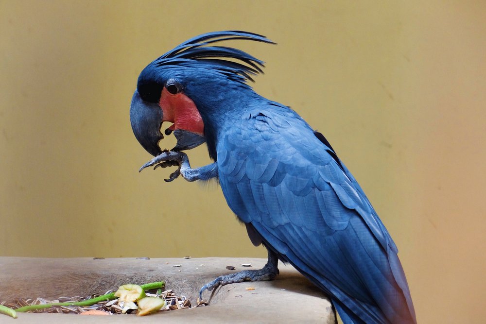 A blue parrot in Kuala Lumpur Bird park
