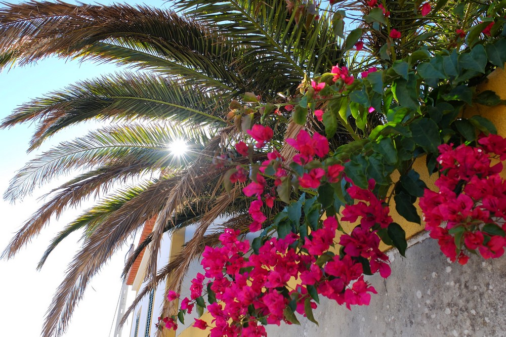 Palm tree and flowers in Obidos, Portugal