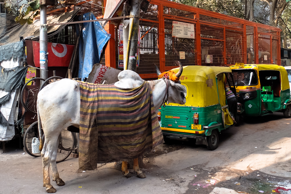 A cow and tuk tuks in Delhi, India - Overland Journey in India