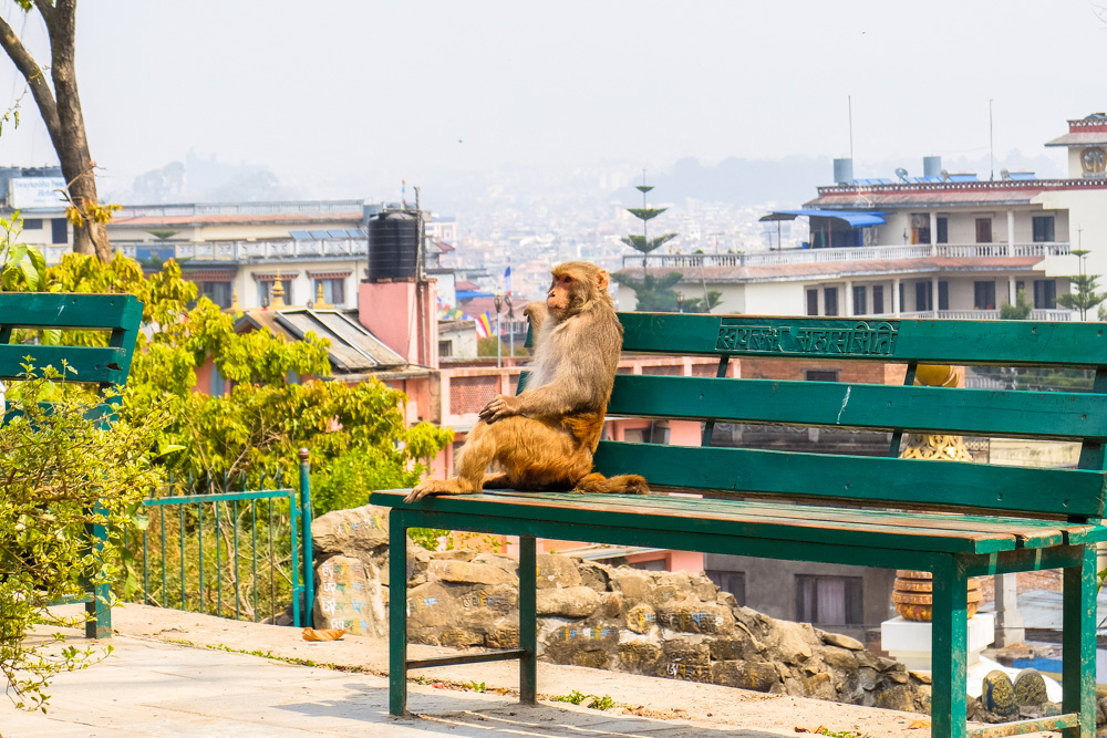 A monkey at Swayambhunath Stupa, Monkey Temple - Kathmandu, Nepal