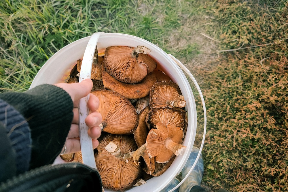Person carries a bucket full of mushrooms